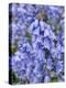 Bluebells (Hyacinthoides Hispanica)-Adrian Bicker-Premier Image Canvas