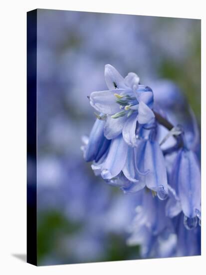 Bluebells (Hyacinthoides Hispanica)-Adrian Bicker-Premier Image Canvas