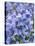 Bluebells (Hyacinthoides Hispanica)-Adrian Bicker-Premier Image Canvas