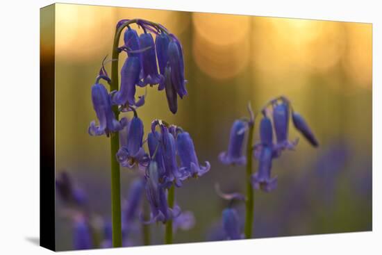 Bluebells (Hyacinthoides Non-Scripta - Endymion Non-Scriptum) in Flower, Hallerbos, Belgium-Biancarelli-Premier Image Canvas