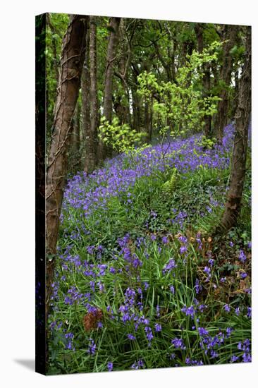 Bluebells (Hyacinthoides Non-scripta)-Dr. Keith Wheeler-Premier Image Canvas