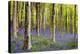 Bluebells (Hyacinthoides Sp.)-Jeremy Walker-Premier Image Canvas