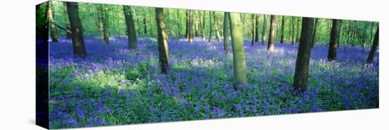 Bluebells in a Forest, Charfield, Gloucestershire, England-null-Premier Image Canvas