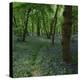 Bluebells in an Ancient Wood in Spring Time in the Essex Countryside, England, United Kingdom-Jeremy Bright-Premier Image Canvas