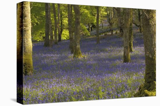 Bluebells in Carstramon Wood, Dumfries and Galloway, Scotland, United Kingdom, Europe-Gary Cook-Premier Image Canvas