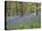 Bluebells in Middleton Woods Near Ilkley, West Yorkshire, Yorkshire, England, UK, Europe-Mark Sunderland-Premier Image Canvas