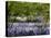 Bluebells In Woodland-Adrian Bicker-Premier Image Canvas