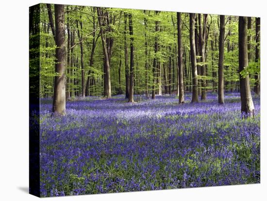 Bluebells In Woodland-Adrian Bicker-Premier Image Canvas