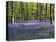Bluebells In Woodland-Adrian Bicker-Premier Image Canvas