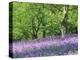 Bluebells in Woods, Springtime-Jon Arnold-Premier Image Canvas