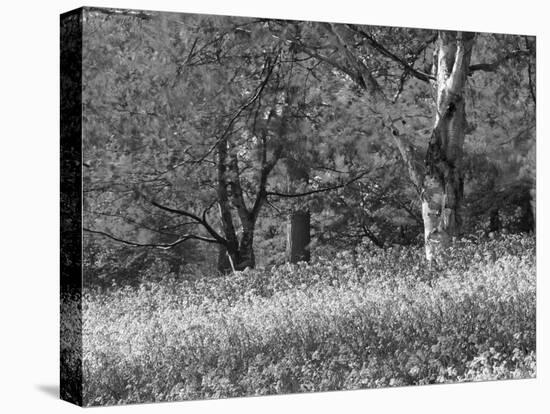 Bluebells in Woods, Springtime-Jon Arnold-Premier Image Canvas