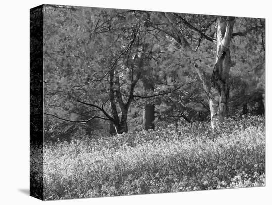 Bluebells in Woods, Springtime-Jon Arnold-Premier Image Canvas