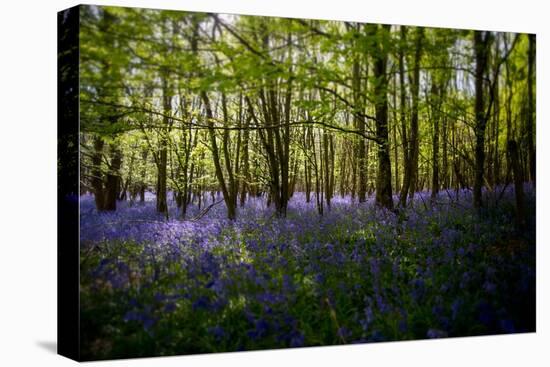 Bluebells in Woods-Rory Garforth-Premier Image Canvas