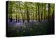 Bluebells in Woods-Rory Garforth-Premier Image Canvas