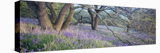 Bluebells N Yorkshire England-null-Stretched Canvas