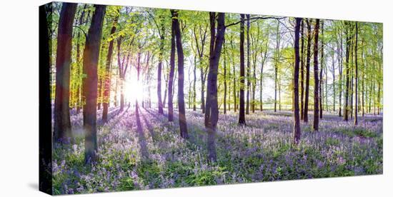 Bluebells & Sunrise-Assaf Frank-Stretched Canvas