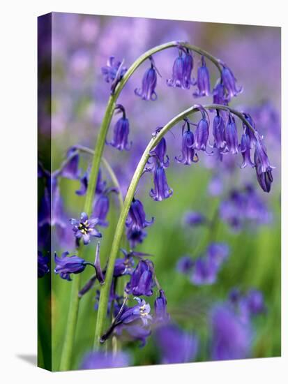 Bluebells-null-Premier Image Canvas