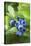 Blueberries Growing on a Shrub-Kaj Svensson-Premier Image Canvas