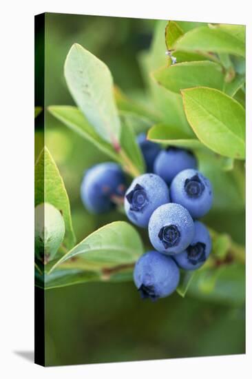 Blueberries Growing on a Shrub-Kaj Svensson-Premier Image Canvas