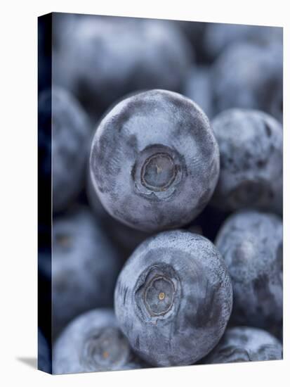 Blueberries-null-Premier Image Canvas