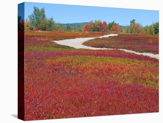 Blueberry Barrens, Maine, USA-Julie Eggers-Premier Image Canvas