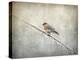 Bluebird Braving the Cold-Jai Johnson-Premier Image Canvas