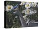 Bluebird Daisies-Jeffrey Hoff-Premier Image Canvas