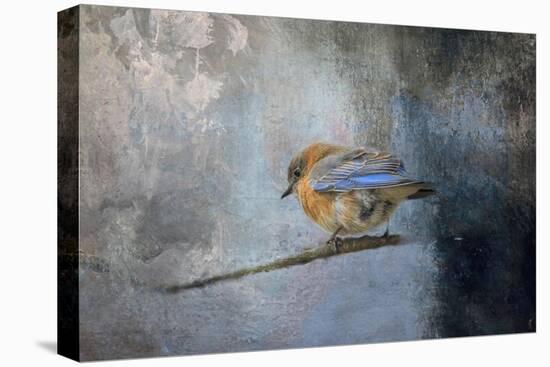 Bluebird in Winter-Jai Johnson-Premier Image Canvas