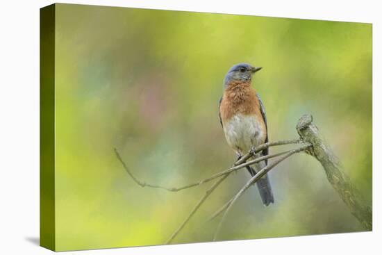 Bluebird on a Spring Day-Jai Johnson-Premier Image Canvas