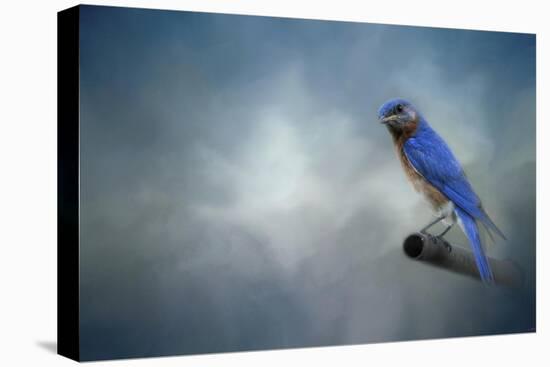 Bluebird on Patrol-Jai Johnson-Premier Image Canvas