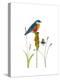 Bluebird on Seeds-Blenda Tyvoll-Premier Image Canvas