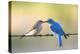 Bluebird Pair-Jason Savage-Stretched Canvas