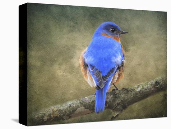 Bluebird Portrait-Jai Johnson-Premier Image Canvas