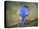 Bluebird Portrait-Jai Johnson-Premier Image Canvas