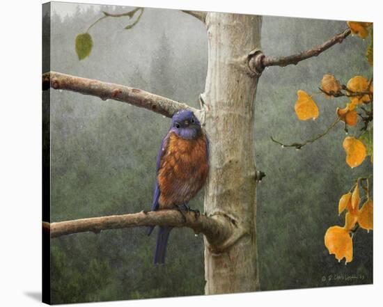 Bluebird Rain-Chris Vest-Stretched Canvas