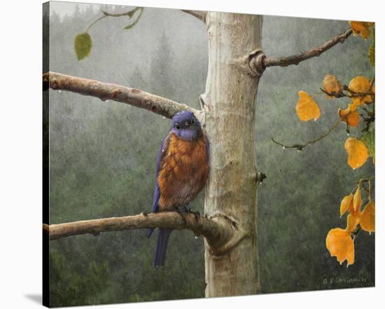 Bluebird Rain-Chris Vest-Stretched Canvas