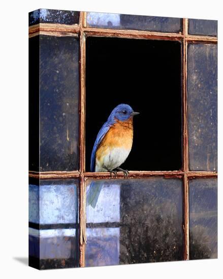 Bluebird Window-Chris Vest-Stretched Canvas