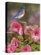 Bluebird with Hibiscus-William Vanderdasson-Premier Image Canvas