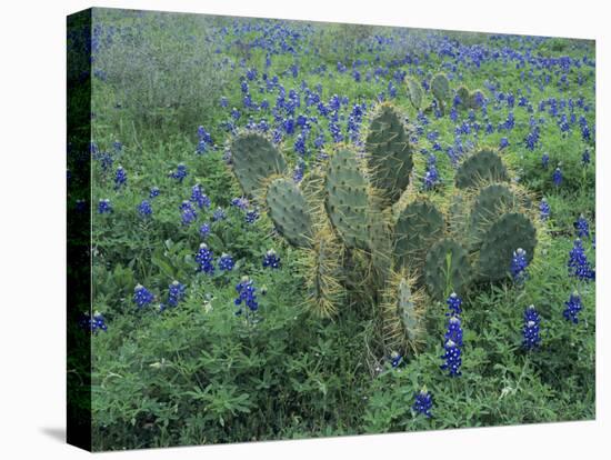 Bluebonnet and Texas Prickly Pear Cactus, New Braunfels, Texas, USA-Rolf Nussbaumer-Premier Image Canvas