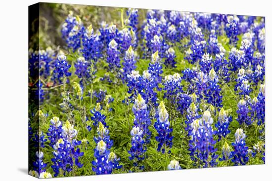 Bluebonnet Wildflowers Near Willow City, Texas, USA-Chuck Haney-Premier Image Canvas
