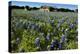 Bluebonnets 6-John Gusky-Premier Image Canvas