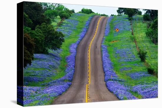 Bluebonnets Along a Highway-Darrell Gulin-Premier Image Canvas