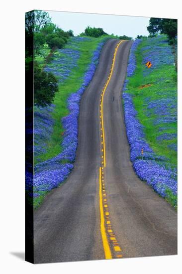 Bluebonnets Along a Highway-Darrell Gulin-Premier Image Canvas