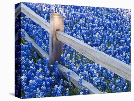 Bluebonnets Along Fenceline-Terry Eggers-Premier Image Canvas