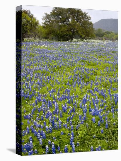 Bluebonnets and Oak Tree, Hill Country, Texas, USA-Alice Garland-Premier Image Canvas