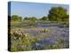 Bluebonnets and Oak Tree, Hill Country, Texas, USA-Alice Garland-Premier Image Canvas