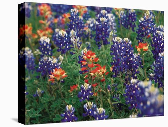 Bluebonnets and Paintbrush, Hill Country, Texas, USA-Dee Ann Pederson-Premier Image Canvas