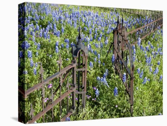 Bluebonnets and Phlox, Hill Country, Texas, USA-Alice Garland-Premier Image Canvas