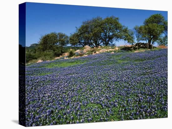 Bluebonnets, Hill Country, Texas, USA-Dee Ann Pederson-Premier Image Canvas