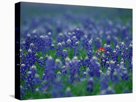 Bluebonnets, Hill Country, Texas, USA-Dee Ann Pederson-Premier Image Canvas